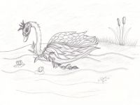 Royal Swan